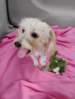 Artella, a female Coton de Tulear and Poodle - Toy  for sale in Cabool, MO – 8 of 8