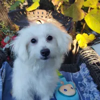 Fritz, a male Coton de Tulear for sale in Cabool, MO – Photo 1 of 5