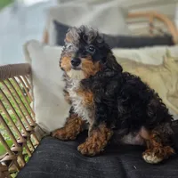 Bridget , a female Poodle - Toy  for sale in Cabool, MO – 5 of 9