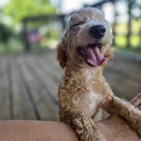 Brooklyn , a female Poodle - Toy  for sale in Cabool, MO – 4 of 10