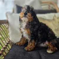 Bridget , a female Poodle - Toy  for sale in Cabool, MO – 4 of 9