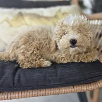 Brooklyn , a female Poodle - Toy  for sale in Cabool, MO – 4 of 6