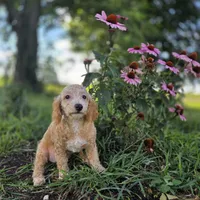 Brooklyn , a female Poodle - Toy  for sale in Cabool, MO – 7 of 10