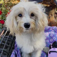 CeeCee, a female Coton de Tulear and Poodle - Toy  for sale in Cabool, MO – Photo 3 of 5