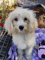 processed/437c25e8-5162-4a33-b90c-260a3b294676/listing/56fe7556-4b1d-4a60-8347-3fca81aca2e1/48a9b994-a399-4e1b-9b0f-f2d71b0c508f