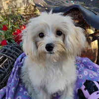 CeeCee, a female Coton de Tulear and Poodle - Toy  for sale in Cabool, MO – Photo 1 of 5
