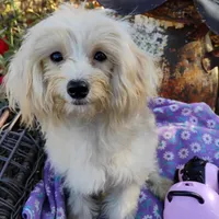 CeeCee, a female Coton de Tulear and Poodle - Toy  for sale in Cabool, MO – Photo 5 of 5