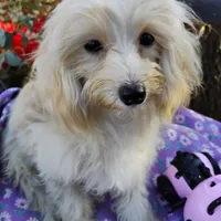 CeeCee, a female Coton de Tulear and Poodle - Toy  for sale in Cabool, MO – Photo 2 of 5