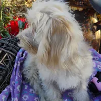 CeeCee, a female Coton de Tulear and Poodle - Toy  for sale in Cabool, MO – Photo 4 of 5