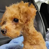 Cooper, a male Poodle - Toy  for sale in Cabool, MO – 4 of 5