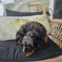 Bridget , a female Poodle - Toy  for sale in Cabool, MO – 9 of 9