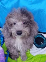 Paxton, a male Poodle - Toy  for sale in Cabool, MO – Photo 3 of 7