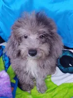 Paxton, a male Poodle - Toy  for sale in Cabool, MO – Photo 4 of 7