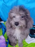 Paxton, a male Poodle - Toy  for sale in Cabool, MO – Photo 5 of 7