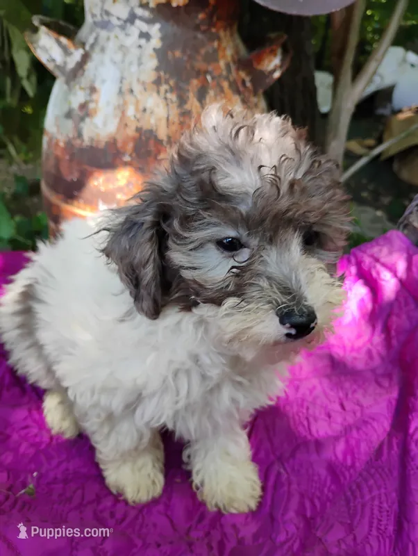 Birdie  – Poodle - Toy  puppy for sale in Cabool, MO