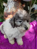 Birdie , a female Poodle - Toy  for sale in Cabool, MO – 1 of 3