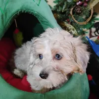 Dex, a male Coton de Tulear and Poodle - Toy  for sale in Cabool, MO – Photo 4 of 5