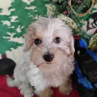 Dex, a male Coton de Tulear and Poodle - Toy  for sale in Cabool, MO – Photo 1 of 5