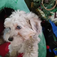 Dex, a male Coton de Tulear and Poodle - Toy  for sale in Cabool, MO – Photo 3 of 5