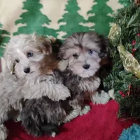 Dex, a male Coton de Tulear and Poodle - Toy  for sale in Cabool, MO – Photo 2 of 5
