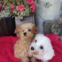 Cooper, a male Poodle - Toy  for sale in Cabool, MO – Photo 2 of 5