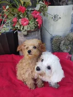 Cooper, a male Poodle - Toy  for sale in Cabool, MO – Photo 2 of 5