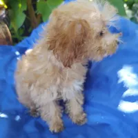 Cooper, a male Poodle - Toy  for sale in Cabool, MO – Photo 5 of 5