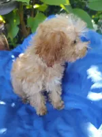 Cooper, a male Poodle - Toy  for sale in Cabool, MO – Photo 5 of 5