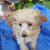 Cooper, a male Poodle - Toy  for sale in Cabool, MO – Photo 3 of 5