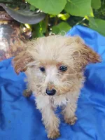 Cooper, a male Poodle - Toy  for sale in Cabool, MO – Photo 3 of 5