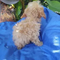 Cooper, a male Poodle - Toy  for sale in Cabool, MO – Photo 4 of 5