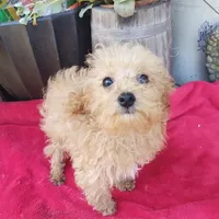 Cooper, a male Poodle - Toy  for sale in Cabool, MO – Photo 1 of 5