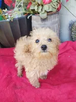 Cooper, a male Poodle - Toy  for sale in Cabool, MO – Photo 1 of 5