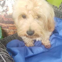 Dash, a male Coton de Tulear and Poodle - Toy  for sale in Cabool, MO – Photo 7 of 10