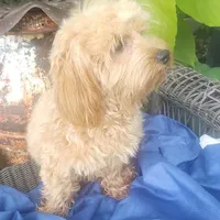 Dash, a male Coton de Tulear and Poodle - Toy  for sale in Cabool, MO – Photo 8 of 10