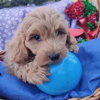 Dash, a male Coton de Tulear and Poodle - Toy  for sale in Cabool, MO – Photo 6 of 10