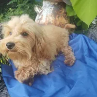 Dash, a male Coton de Tulear and Poodle - Toy  for sale in Cabool, MO – Photo 1 of 10