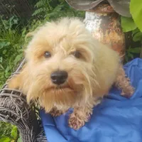 Dash, a male Coton de Tulear and Poodle - Toy  for sale in Cabool, MO – Photo 9 of 10