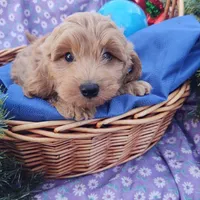 Dash, a male Coton de Tulear and Poodle - Toy  for sale in Cabool, MO – Photo 2 of 10