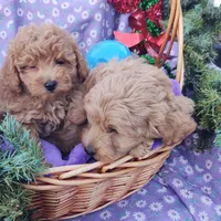 Dash, a male Coton de Tulear and Poodle - Toy  for sale in Cabool, MO – Photo 5 of 10