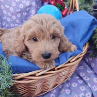 Dash, a male Coton de Tulear and Poodle - Toy  for sale in Cabool, MO – Photo 3 of 10