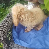 Dash, a male Coton de Tulear and Poodle - Toy  for sale in Cabool, MO – Photo 10 of 10