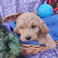 Dash, a male Coton de Tulear and Poodle - Toy  for sale in Cabool, MO – Photo 4 of 10