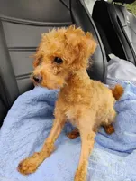 Cooper, a male Poodle - Toy  for sale in Cabool, MO – 2 of 5