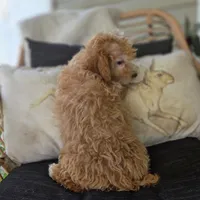 BrinBrin, a female Poodle - Toy  for sale in Cabool, MO – 6 of 10