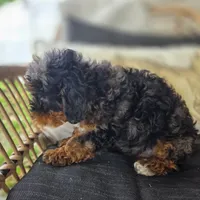 Bridget , a female Poodle - Toy  for sale in Cabool, MO – 8 of 9