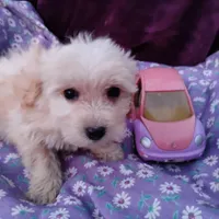 Apple, a female Coton de Tulear and Poodle - Toy  for sale in Cabool, MO – Photo 1 of 4