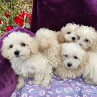 Apple, a female Coton de Tulear and Poodle - Toy  for sale in Cabool, MO – Photo 4 of 4