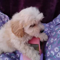 Apple, a female Coton de Tulear and Poodle - Toy  for sale in Cabool, MO – Photo 2 of 4