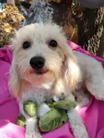 Artella, a female Coton de Tulear and Poodle - Toy  for sale in Cabool, MO – 2 of 8